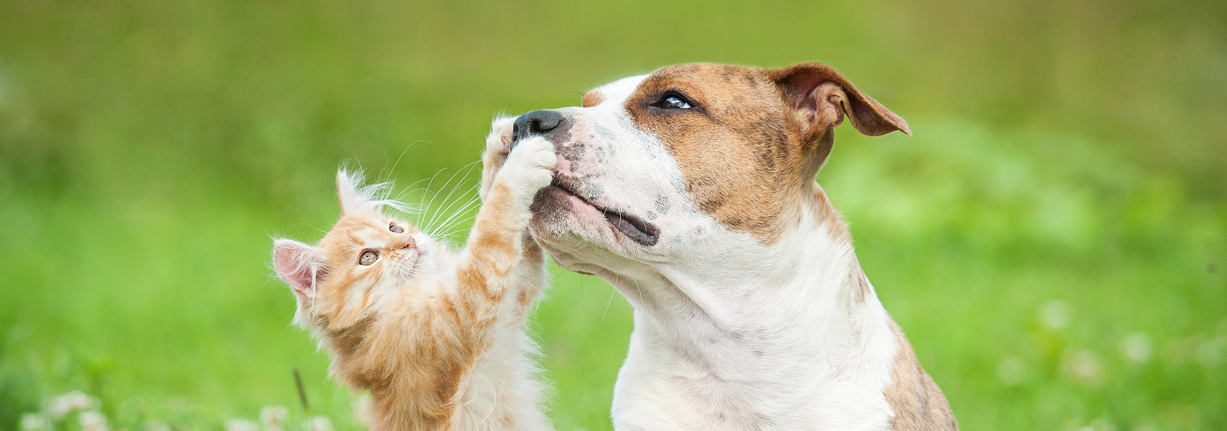 SEDA helps the Jacksonville Humane Society and Nassau Humane Society